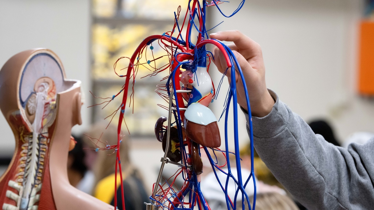 Photo of a physical model of the human circulatory system