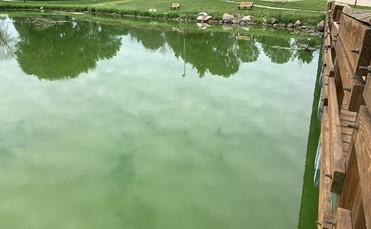 Iowa lake water that is green with algae