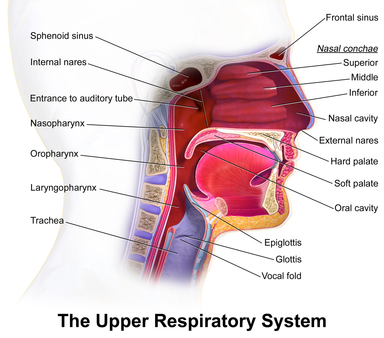 Diagram of the anatomy of the upper respiratory system