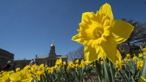 yellow flower in front of Old Capitol Building