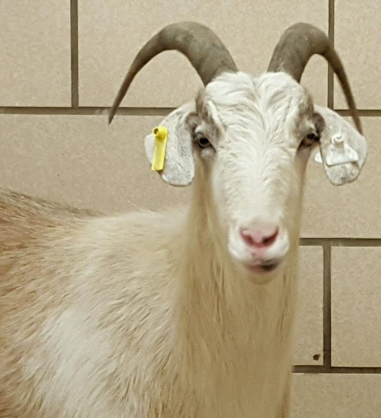 Goat Goat