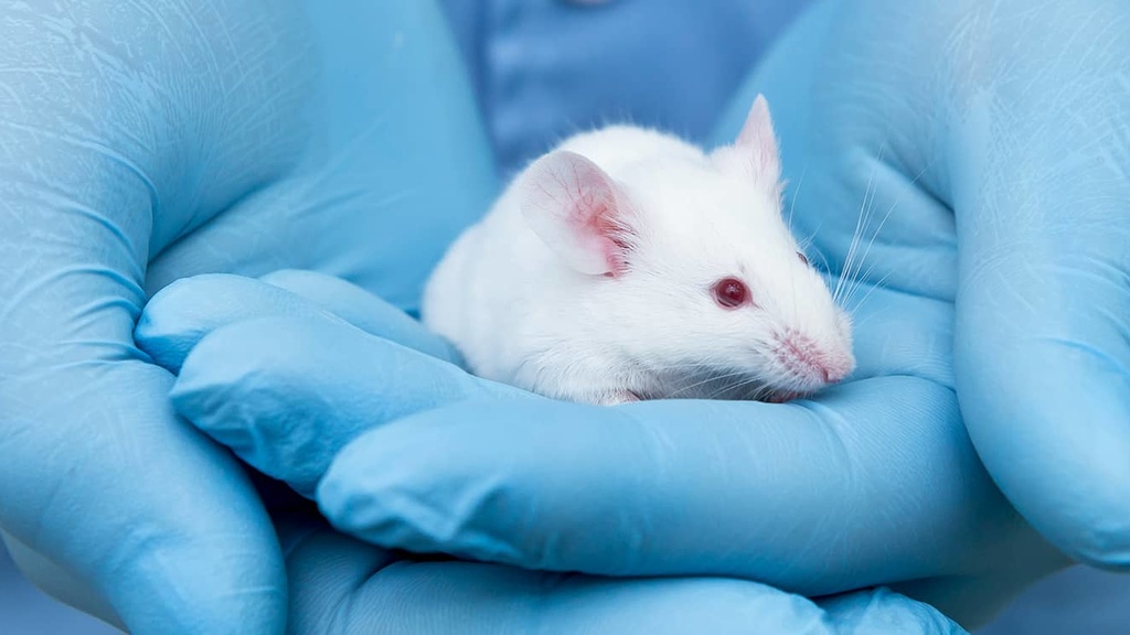 Close-up of gloved hands cradling a white laboratory mouse with red eyes
